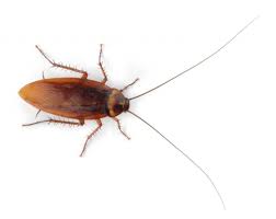 Cockroach Infestation