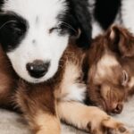 A Guide to Helping Your Home and Pets Co-Exist
