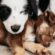 Helping Your Home and Pets Co-Exist – A guide