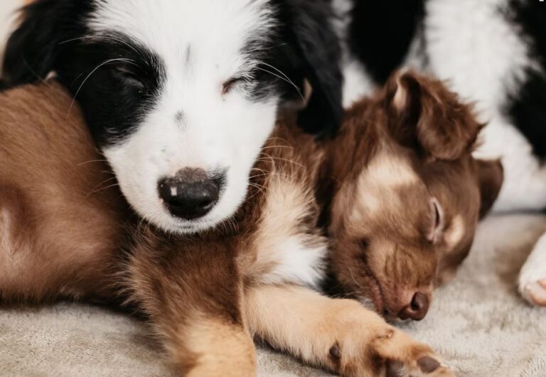 Helping Your Home and Pets Co-Exist – A guide