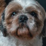 How to Keep Your Dog Happy and Healthy
