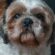 How to Keep Your Dog Happy and Healthy – Guide