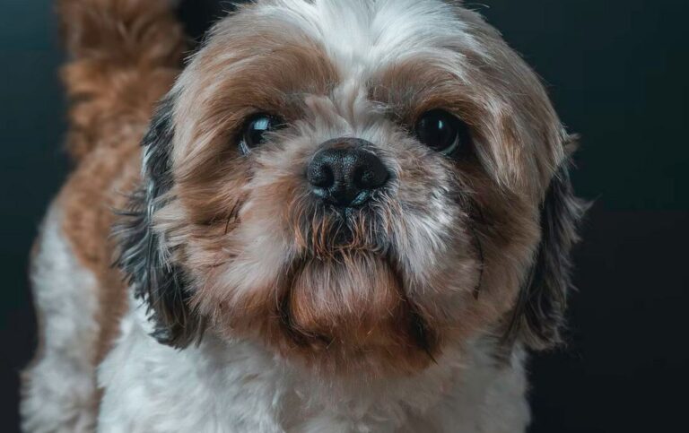 How to Keep Your Dog Happy and Healthy – Guide