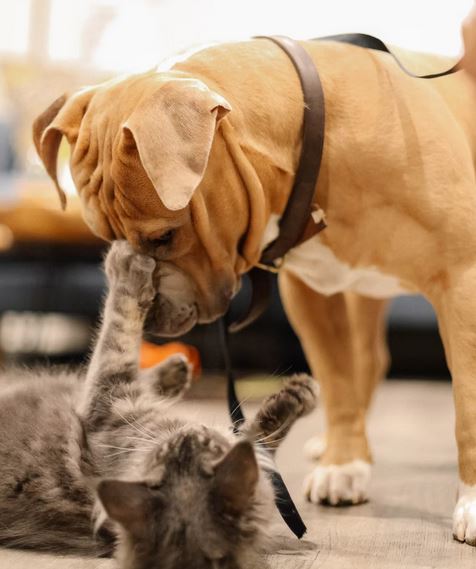 dog and cat