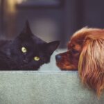 Cleanliness Questions to Ask Your Pet Practitioner