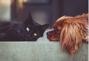 Cleanliness Questions to Ask Your Pet Practitioner