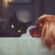 Pet Practitioner – Cleanliness Questions to Ask