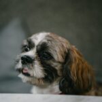 5 Grooming Techniques For Your Favourite Pet
