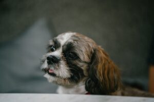 5 Grooming Techniques For Your Favourite Pet