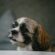 5 dog Grooming Techniques For Your Favourite Pet