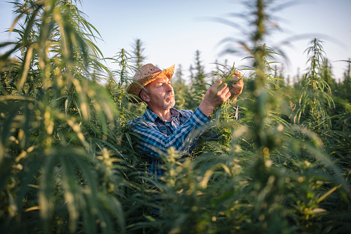 Cannabis Plant