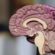Can Red Dragon Kratom Help With Memory Recall?