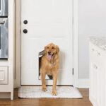 3 Types of Pet Doors: Which One is Best for Your Home