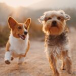 The Laws You Need to Know About Before Getting a Dog in the UK