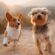 UK Dog Ownership Laws – What You Need to Know