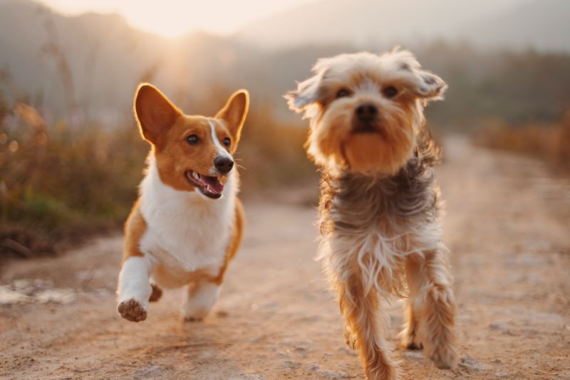 Getting a Dog in the UK