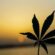 CBD Edibles vs THC Edibles:  The Differences