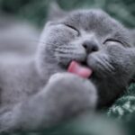 How To Bond With Your Cat