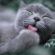 Bonding with your cat – The Purrfect Connection