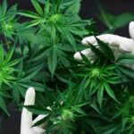 What Are Cannabinoids? A Beginner’s Guide