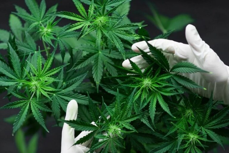 Cannabinoids