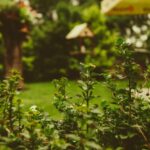 4 Ways to Improve Your Family Garden