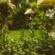 Family Garden: 4 Ways to Improve your garden