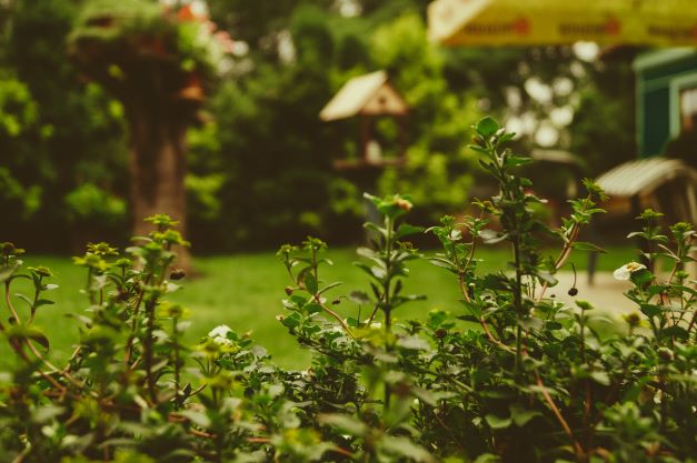 family garden