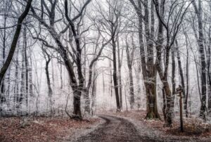 Winter Woodland Walk