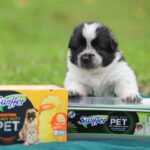 Swiffer partners with Ontario SPCA to support pet adoptions