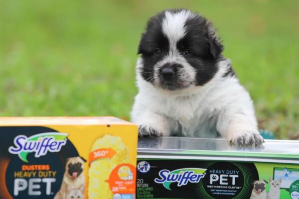 Swiffer partners with Ontario SPCA to support pet adoptions