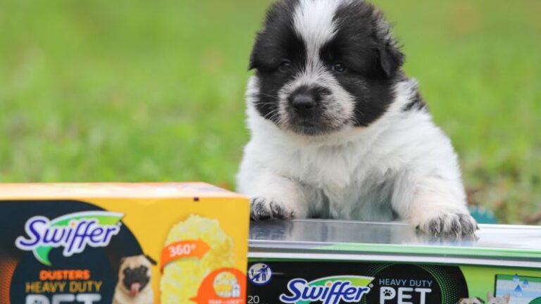 Swiffer partners with Ontario SPCA to support pet adoptions