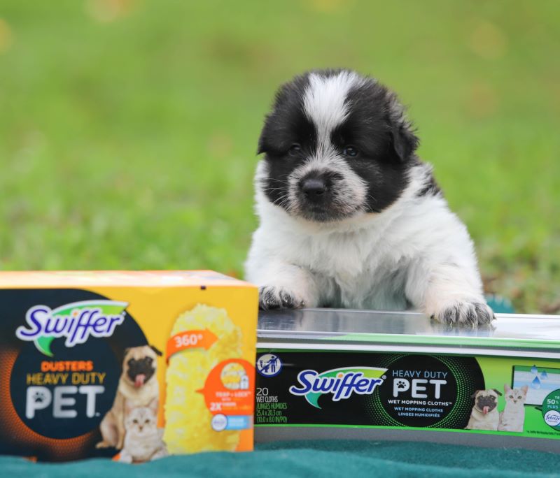 Swiffer partners with Ontario SPCA to support pet adoptions
