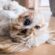 Pet Valentine’s Day Gifts for your dog- Love your pet