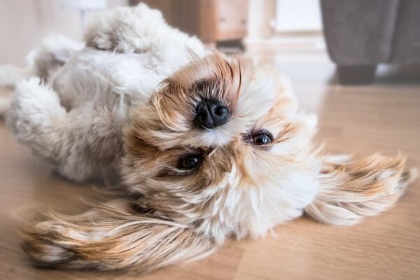Keep Your Dog Engaged and Happy With These Tricks