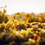 Things to Ask When on a Wine Tour