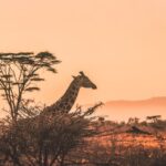 The Ultimate Family Safari Itinerary: A Guide to the Best Experiences