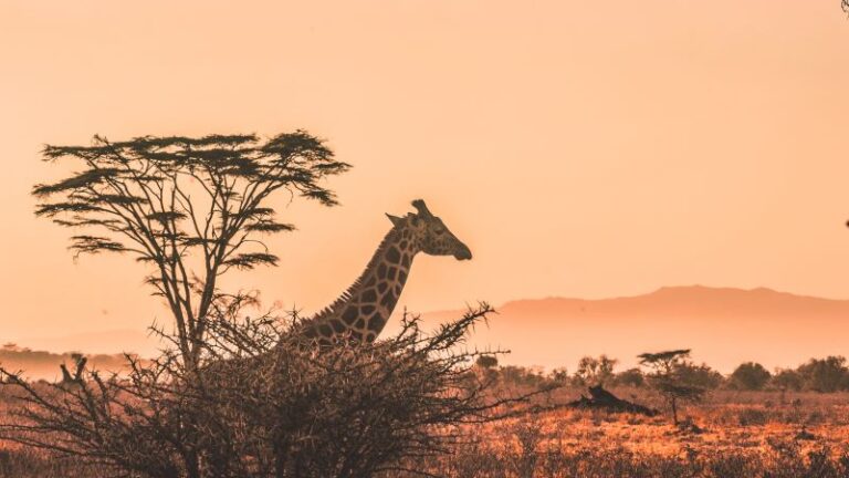 The Ultimate Family Safari Itinerary: A Guide to the Best Experiences
