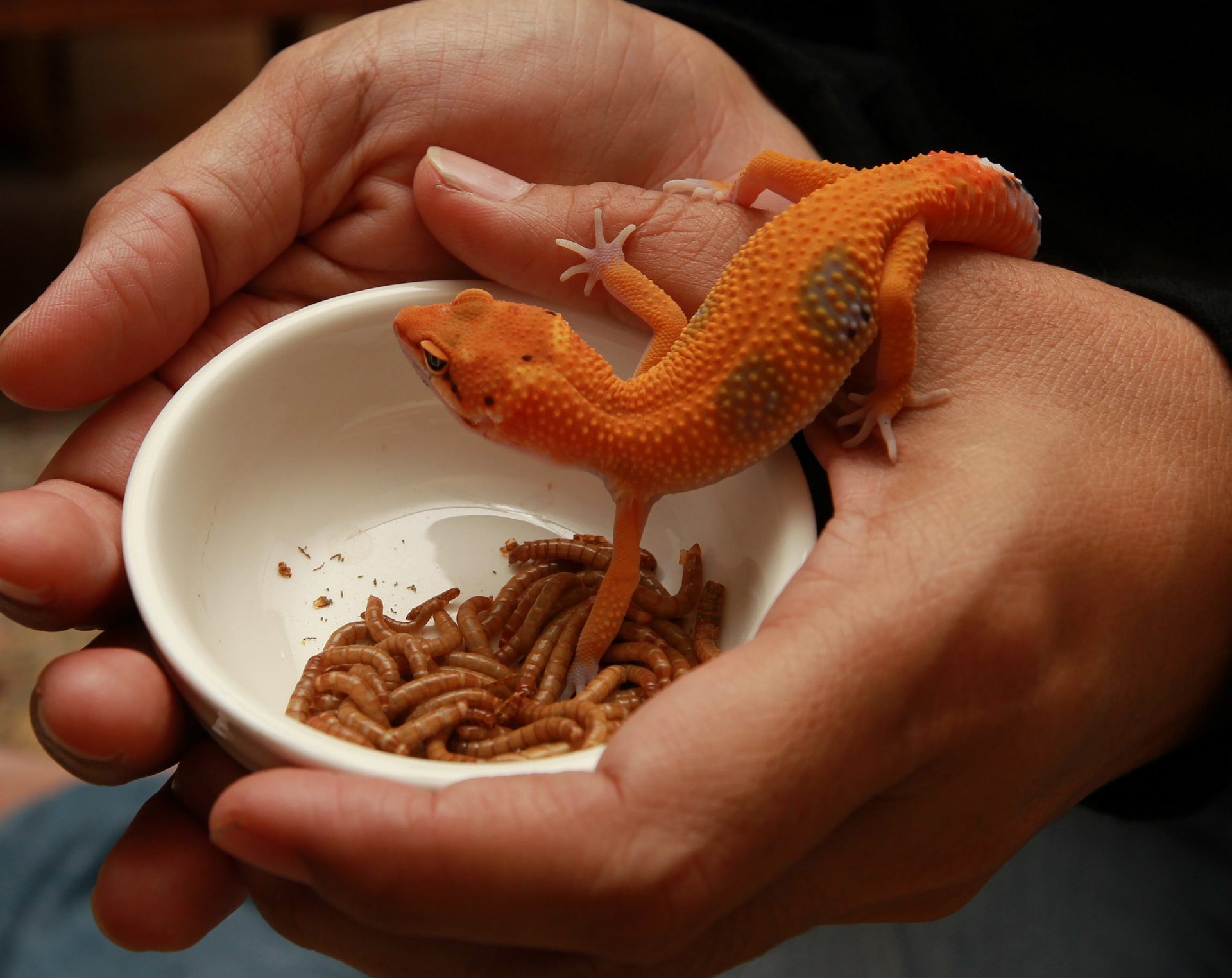 4 Commonly Used Reptile Feeder Insects