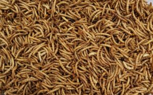 4 Commonly Used Reptile Feeder Insects