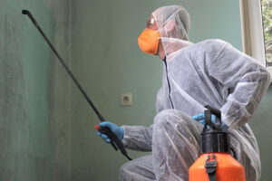 Important Questions to Ask When Hiring Mould Remediation Services