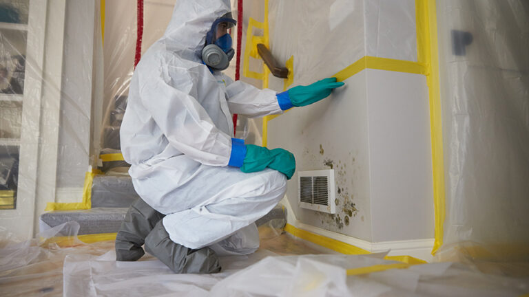 Important Questions to Ask When Hiring Mould Remediation Services