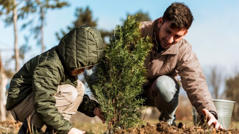 planting tree