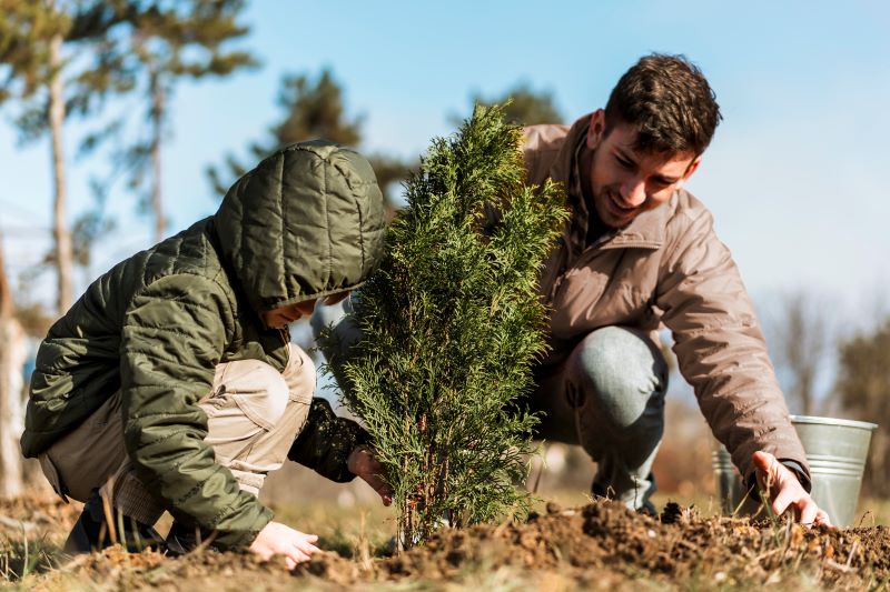 planting tree