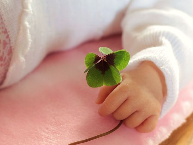 Four Leaf Clover