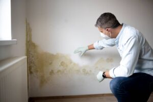 Important Questions to Ask When Hiring Mould Remediation Services