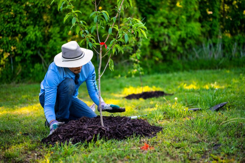 Mulching around the base of a tree