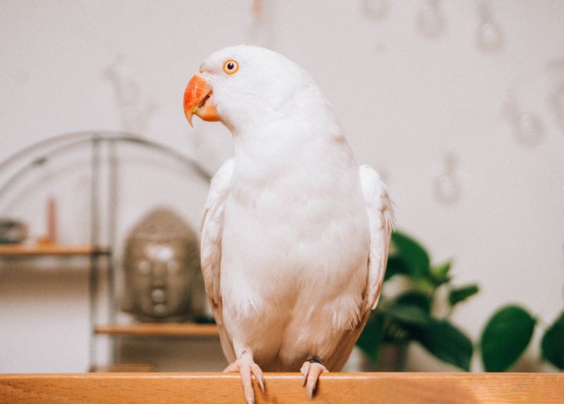 White Parrot 