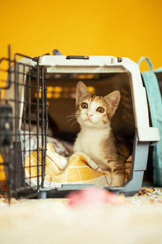 Moving Long-Distance with Pets