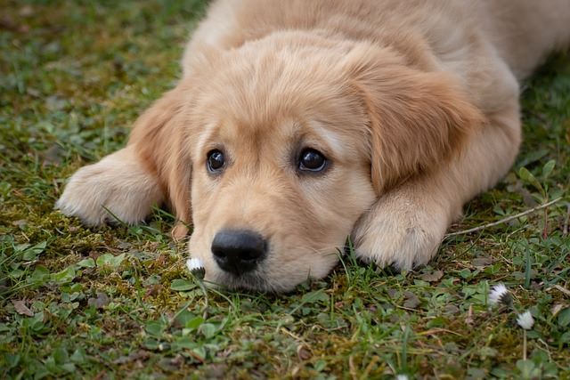 golden retrievers